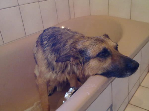 Ein verrückter Schäferhund namens Timon, ohne Pumba. Der Hund macht viele verrückte Dinge, jeden Tag! Er hüpft auf ein Sofa wo keines ist, springt durch Türen, die geschlossen sind oder wie in diesem Fall legt er den Kopf auf die Badewanne nach dem baden und erträgt die Qualen!
