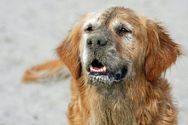 Dieser Golden Retriever wälzte sich im Sand am Hundestrand.
