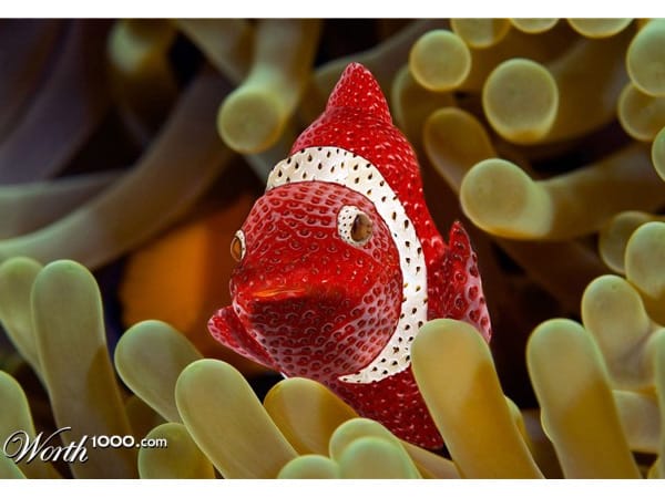 Erdbeer-Nemo (Fotomontage: worth1000.com)
