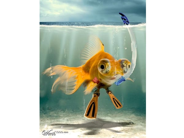 Fisch (Fotomontage: worth1000.com)