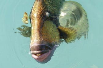 Ein Fisch, fotografiert auf den Malediven: "Diese Zähne! Und er lebt in freier Natur."