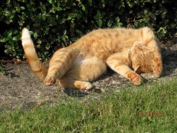 Kater "Garfield " fühlt sich in der Sonne pudelwohl.