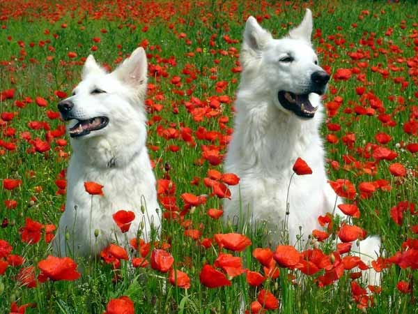 Zwei weiße Schäferhunde.