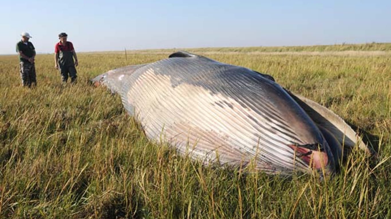 800 Meter von der Küste entfernt ist dieser Wal entdeckt worden