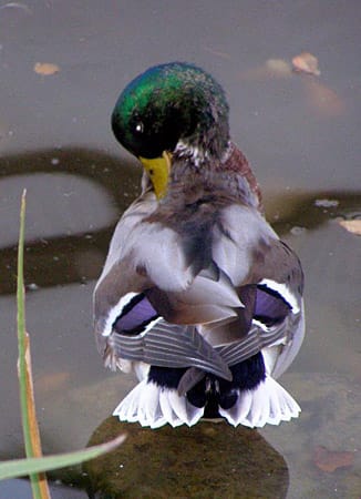 "Ein Erpel (männliche Ente) am Wasserschloss Bad Rappenau. Auch ein schöner Rücken kann entzücken!"