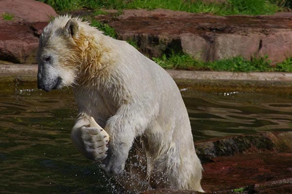 "Ein Eisbärenjunges im Nürnberger Zoo."