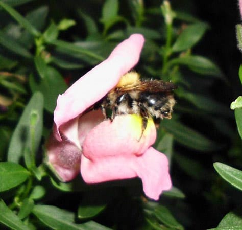 Hummel in einer Löwenmaulblüte: "Da muss noch was zu finden sein."