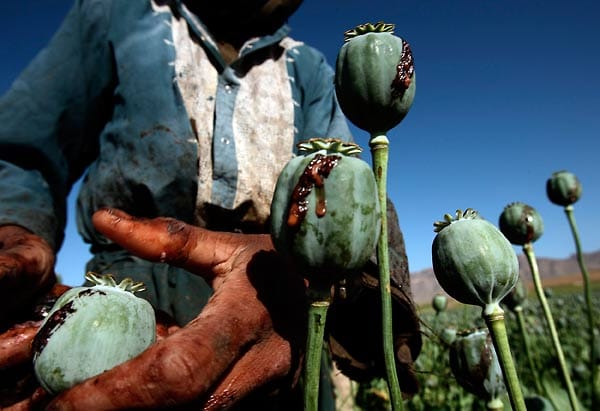 Ihren Krieg finanzieren die Taliban hauptsächlich durch den Drogenhandel mit Opium, das sie auf Mohnfeldern anbauen.