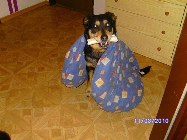 Hund "Lucky": "Bist du fertig? Ich will zelten."