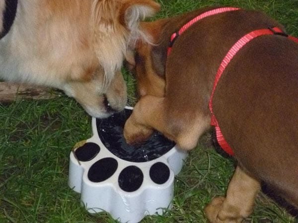 Hund "Balou" und seine Freundin "Lilly": "Wir sind gleichberechtigt, sogar am Wassernapf."
