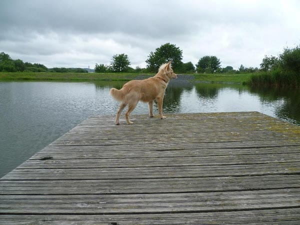 Hund "Balou": "Unser erster Besuch am Stausee und ich habe alles von der Plattform aus im Blick."