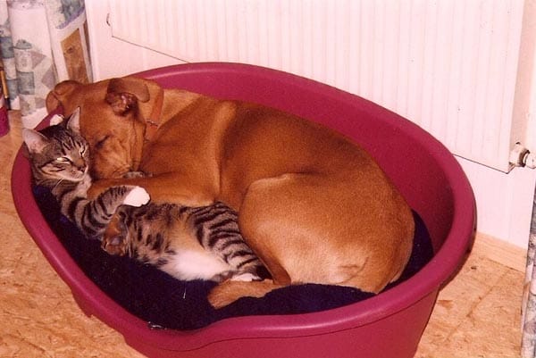 Hund "Gina" und Kater "Kalle": Eine wahre Liebe.