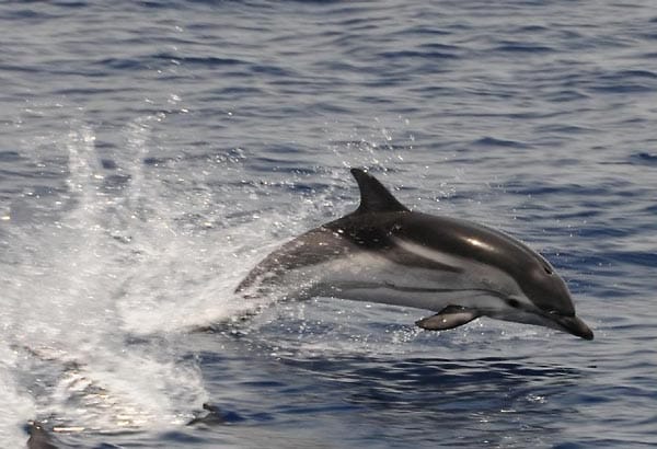 Delphin in freier Wildbahn. Vom Boot aus aufgenommen zwischen Nordsizilien und Stromboli im Sommer 2010.