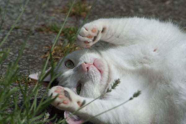 Katze "Schmusi" drückt ihr Wohlgefühl aus, indem sie sich im Lavendel wälzt.