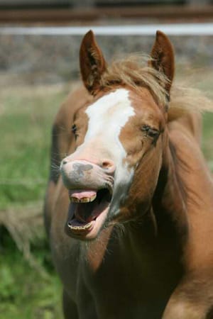 American Quarter Horse "Yanis" ist ein ganz ausgeglichenes Pferdchen.
