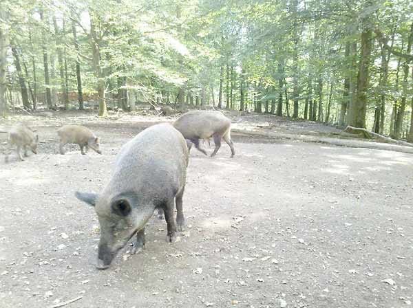 Wildschweine im Wald ertappt.