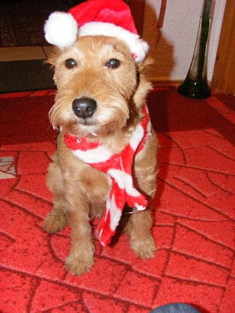 Meinen Hund "Rusty" musste man mit vielen Leckerlies überreden seine Nickolausmütze aufzusetzen.