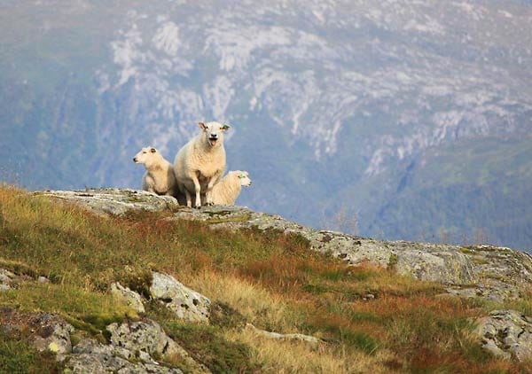 Schaaf im Spätsommer: "Like a Boss."