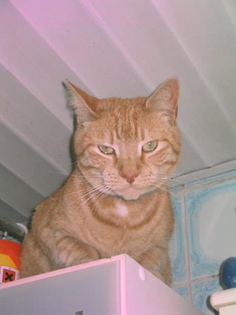 Kater "Garfield" hat immer neue Ideen. Auf diesem Foto sitzt er gerade auf dem Badezimmerschrank.