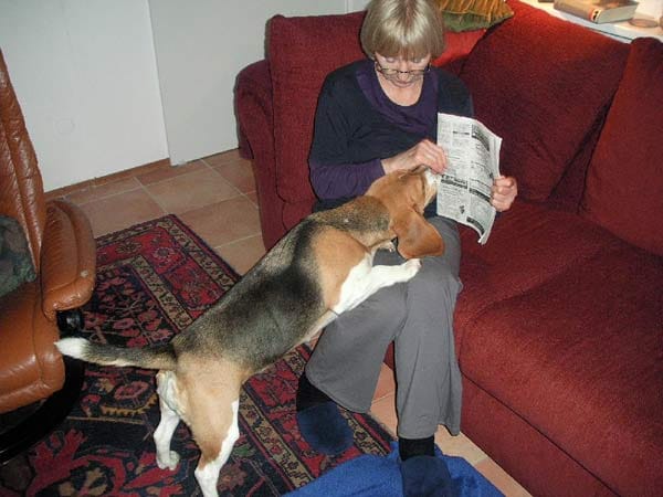 Beagle "Lara" lernt lesen.