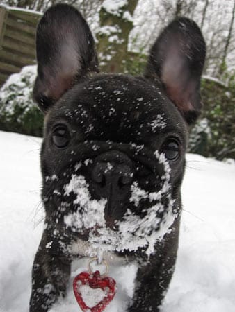 Meine Französische Bulldogge "Emma" liebt das Spielen im Schnee, wie man auf dem Bild gut erkennen kann.