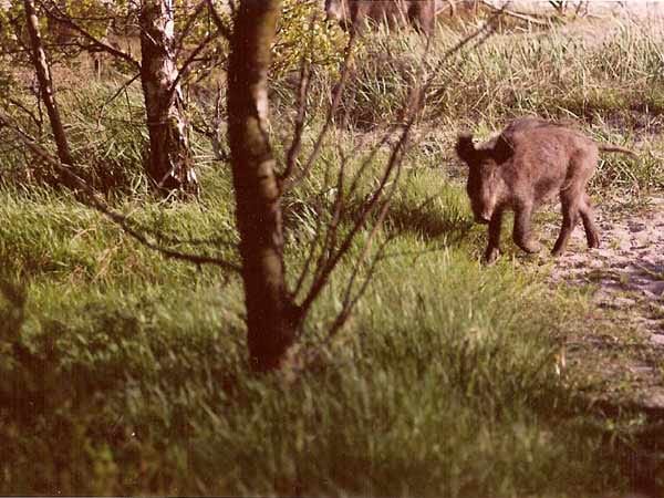 Ein Wildschwein in freier Wildbahn auf der Halbinsel Hel in Polen. Es hat uns nicht angegriffen.