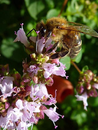 Das ist eine der unzähligen Bienen in unserem Garten. Die Biene bestäubt unseren Thymian.