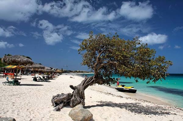 Strand, Kakteen, Palmen und Divi-Divi-Bäume - das ist Aruba.
