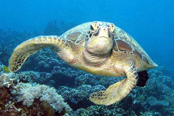 Die Gewässer vor Aruba gehören auch zum Lebensraum der Meeresschildkröten - hier ziehen sie gemächlich ihre Bahnen. Der Versuch, den an Land so behäbigen Tieren nur ein Stück zu folgen, scheitert schnell kläglich. Denn im Wasser sind sie überaus flink und wendig.