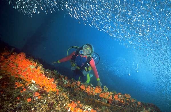 Sichtweiten bis zu 40 Meter sowie ein buntes Kaleidoskop mit unzähligen Schwamm-, Korallen- und Fischarten sind die Pfunde, mit denen die Gewässer vor der Küste Arubas wuchern können.