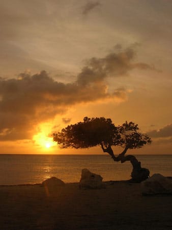 Ein Divi-Divi-Baum im Sonnenuntergang. Wer diesen Anblick live erleben möchte, muss rund 10 Stunden Flug in Kauf nehmen.