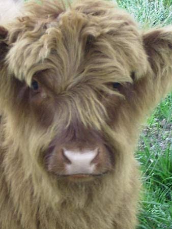 Kalb eines schottischen Hochlandrindes. Die Rinder fühlen sich auch in den Höhen des Sauerlandes wohl.