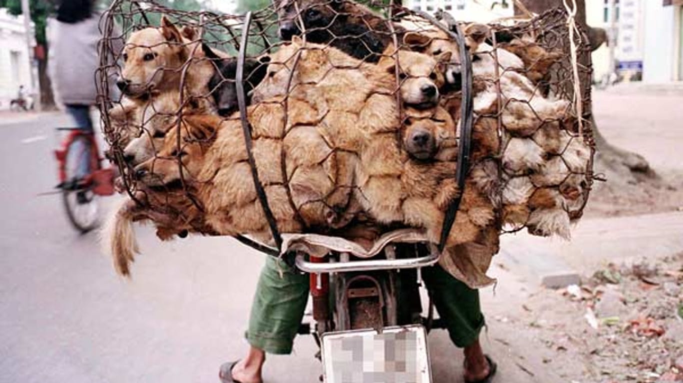 Vietnam: Diebe machen mit gestohlenen Hunden ein gutes Geschäft