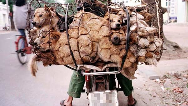 Vietnam: Diebe machen mit gestohlenen Hunden ein gutes Geschäft