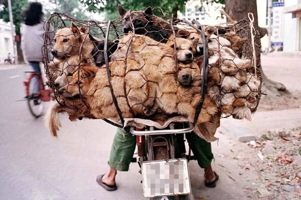 Vietnam: Diebe machen mit gestohlenen Hunden ein gutes Geschäft