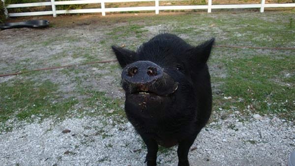 "Ein lachende Wildschwein in Wilbur/ Florida."