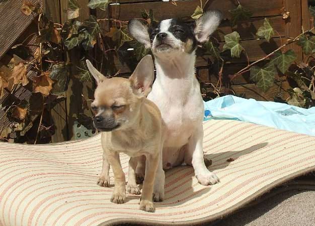 "Die beiden Chihuahuas "Charly" und "Gina" sind Genießer der Frühlingssonne."
