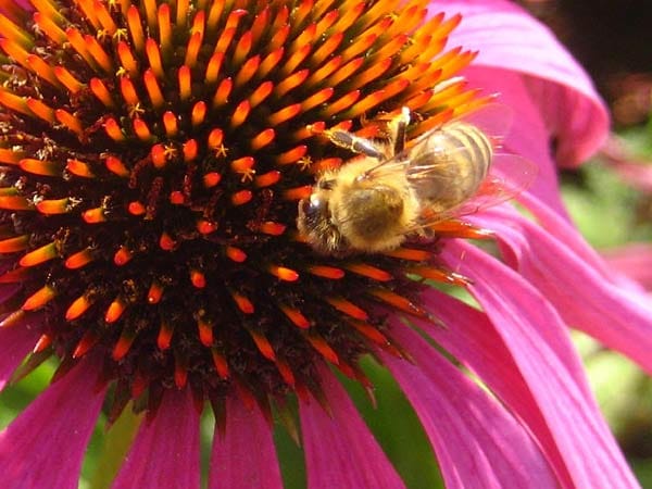 "Eine Biene auf der Bundesgartenschau."