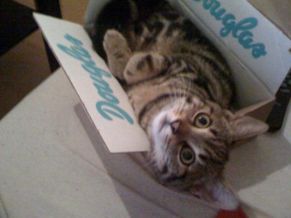 "Katze "Marley" nimmt immer alle Kisten für sich ein."