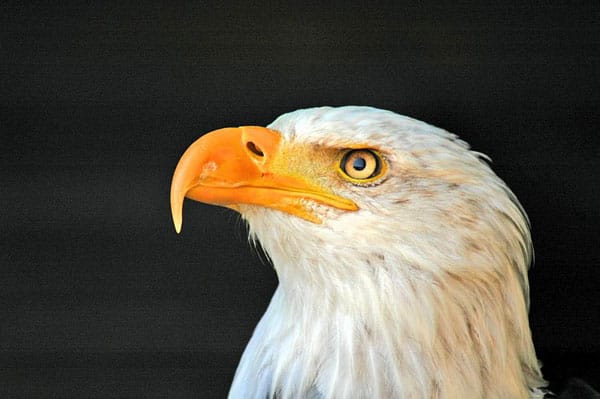 Junger Weißkopfseeadler.