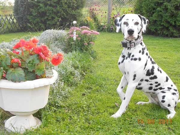 "Meine Dalmatiner-Hündin "Samantha". Das Foto war ein Schnappschuss mit der neuen Kamera."