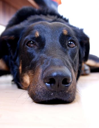 "In den Augen meines Hundes "Aelix" liegt meine ganzes Glück."