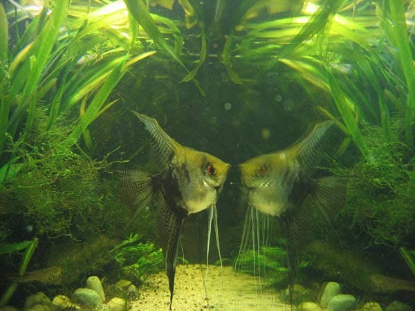 "Das ist einer meiner Skalare, seitlich ins Aquarium fotografiert. Der Fisch spiegelt sich in der Scheibe."