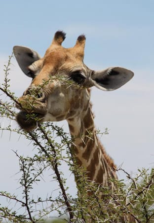 "Diese Giraffe frisst an dornigen Zweigen, ohne sich zu verletzen."