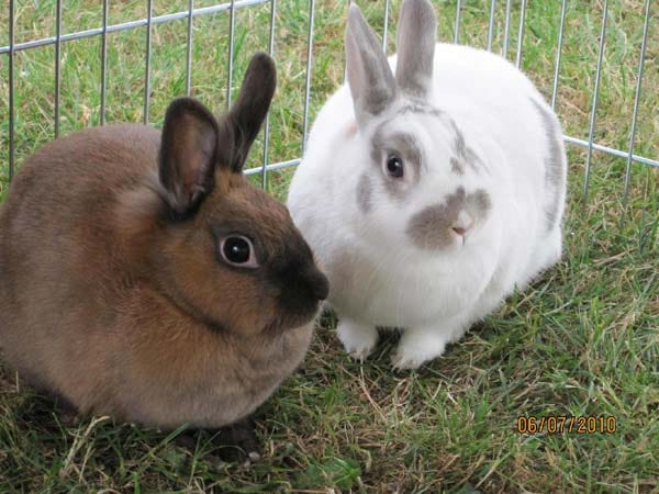 "Das sind "Hoppel" (weiß) und "Hase" (braun)."