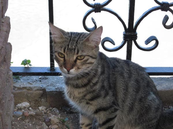 "Freilaufende Katze in der Türkei."