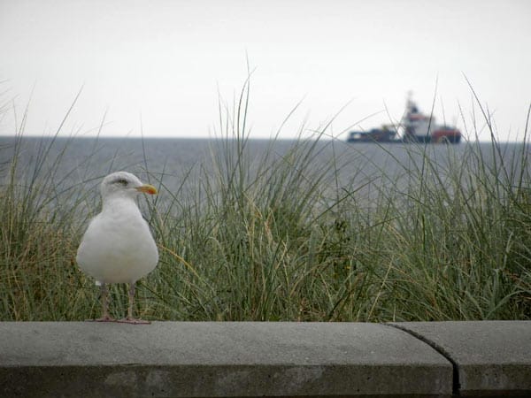 "Eine Möwe in Rerik: Schönes Zusammenspiel der Möwe mit der Ostsee im Hintergrund."