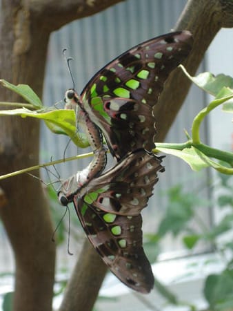 "Schmetterlinge: Pärchen oder Spiegelbild?"