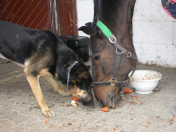 "Ein Schäferhund und ein Reitpferd: Hier hat sich eine sehr seltene Freundschaft gebildet, die sogar am Futternapf zu keinen Streitereien führt."