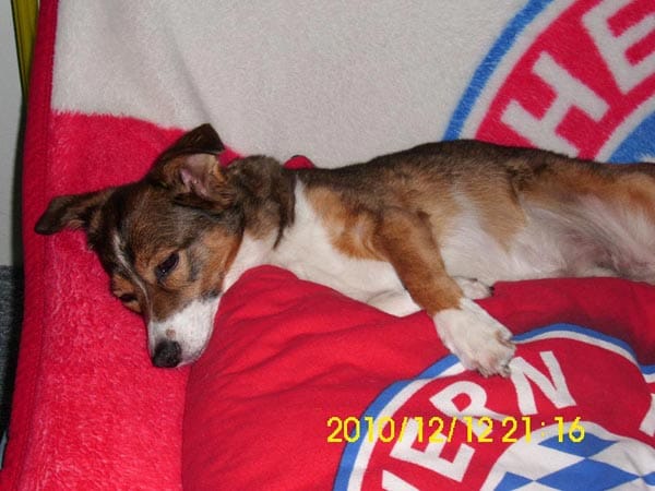 "Das ist mein Liebling und er heißt "Toby". "Toby" ruht nur auf seiner Bayer-München-Decke."